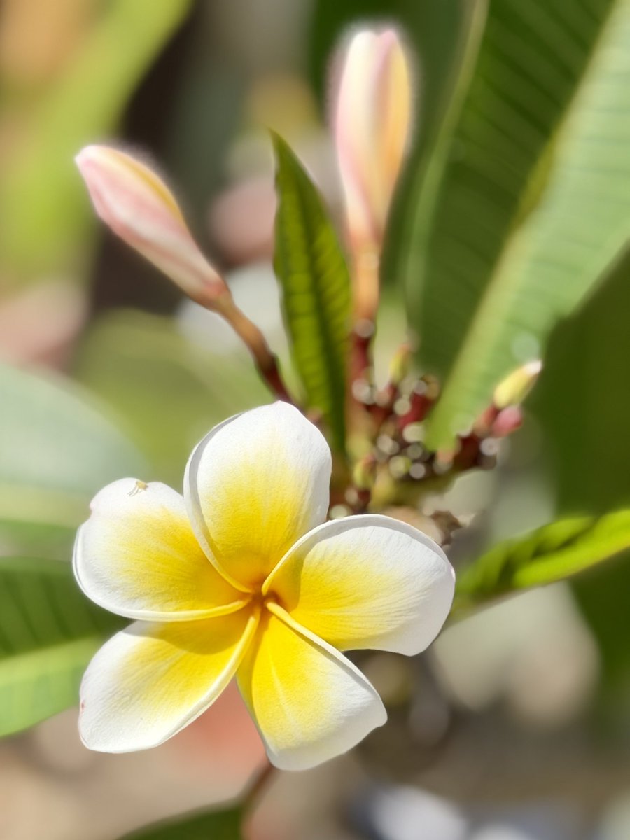 kukui7's tweet photo. 今日も元気

プルメリア
ハイビスカス

powerを
もらわなくちゃ💛

　　　　　　　　　　　　ꕤ✩‧₊˚🌺 https://t.co/2so025qWwt