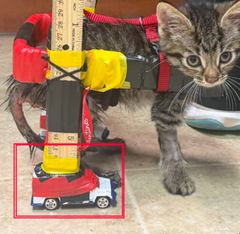dv44444444's tweet photo. THIS IS GENNY. 

Gelato a disabled cat is going GIGA viral currently for getting a wheelchair out of hotwheels cars that replace her back legs. 

Literally the perfect disabled meme runner. 

Proof Of Name: https://t.co/Ph0FdJia2Y

Insta: https://t.co/t6soCaCYvz https://t.co/nIGiarbfs3