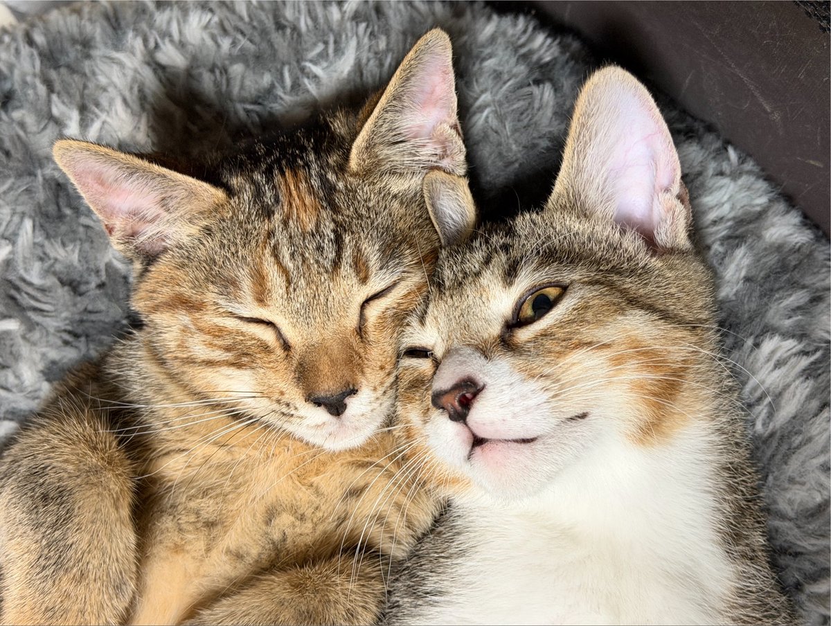 tartekatze's tweet photo. 肉球写真なんて何枚あってもいいですからね🥰 https://t.co/7HOO8AUByk