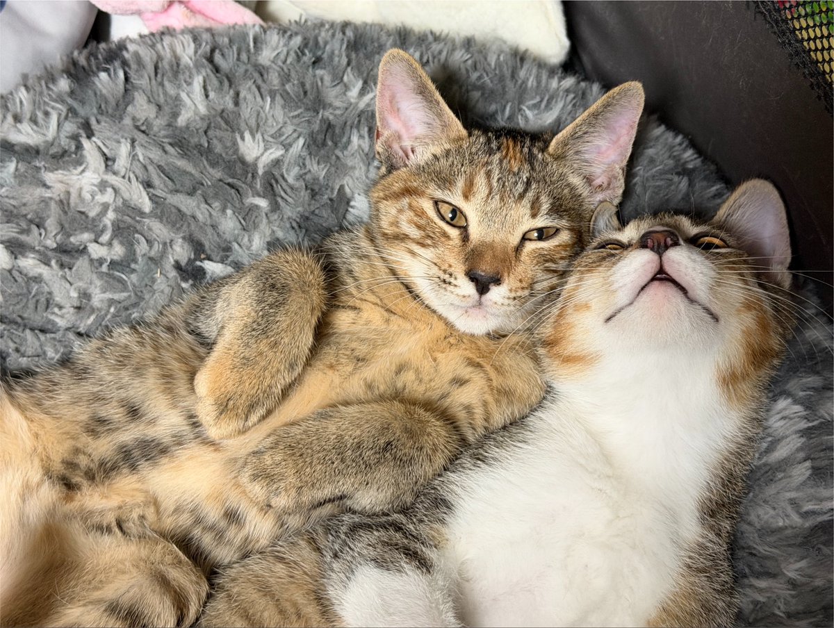 tartekatze's tweet photo. 肉球写真なんて何枚あってもいいですからね🥰 https://t.co/7HOO8AUByk