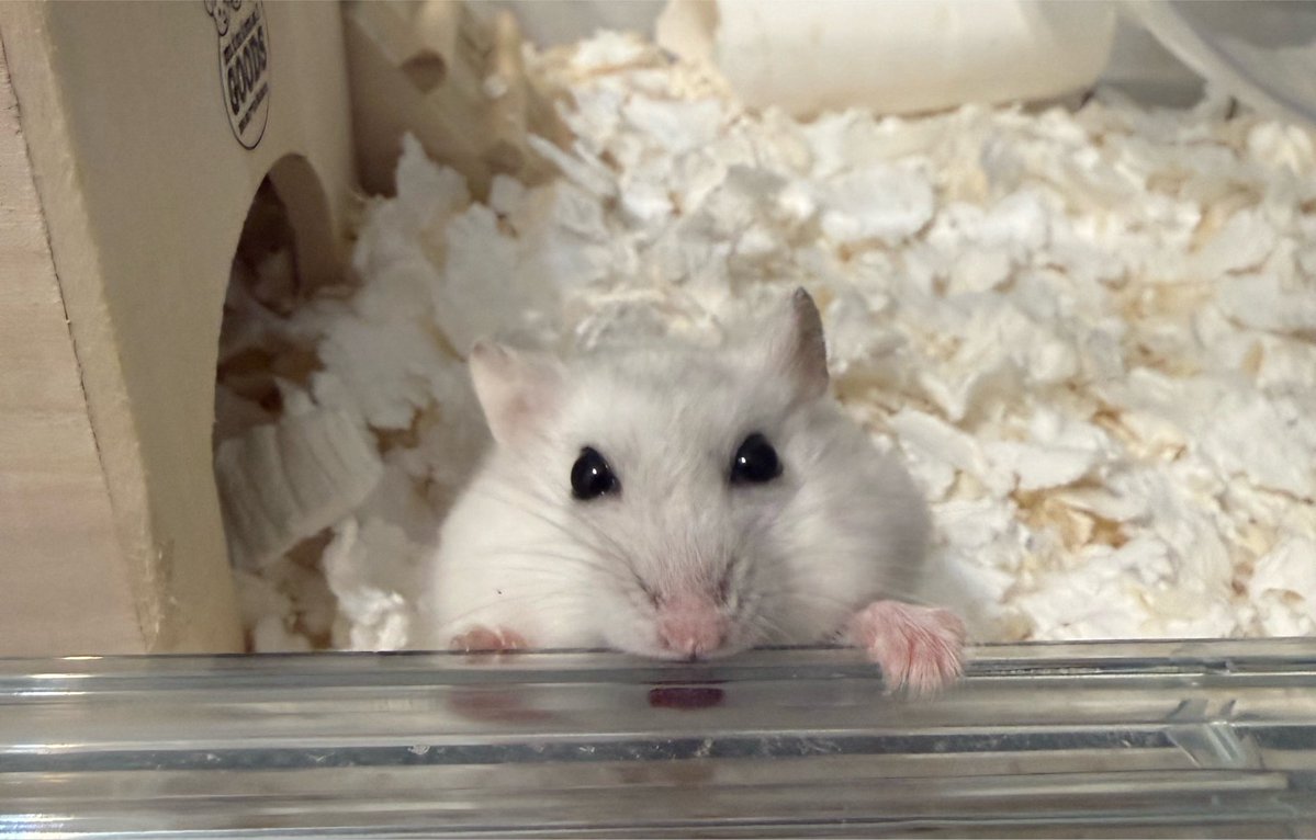 Rrryea's tweet photo. 朝から激カワだった~🐹ｰ̀⩊ｰ́ https://t.co/kYucqxdGNQ