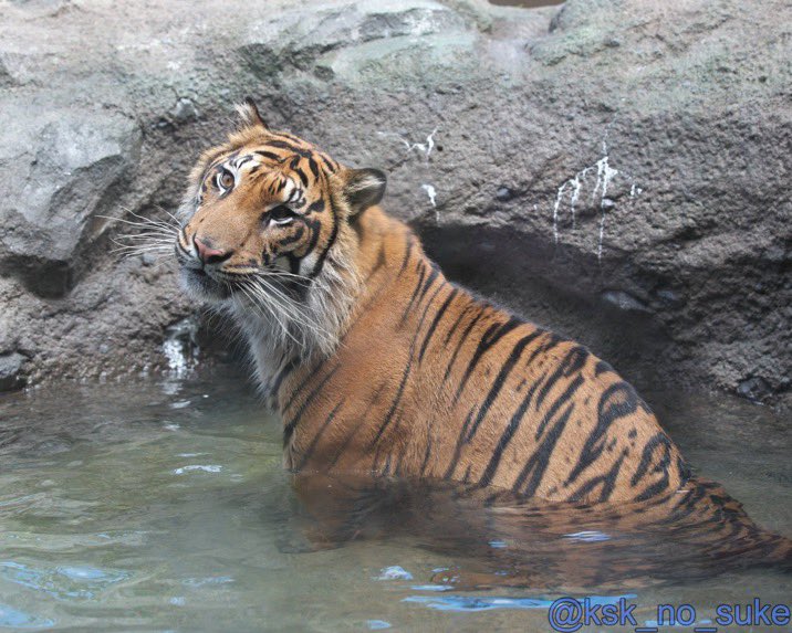CreamyTigers2's tweet photo. So wet. So tiger. So stripe. https://t.co/aojuAeXnsV