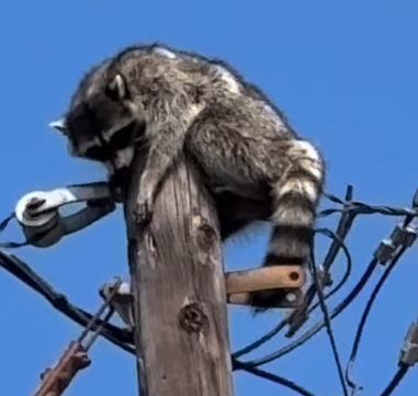 CryptoL15286's tweet photo. this is the deriv to bear on pole we have been waiting for

a raccoon has been stuck on a pole today, going viral

https://t.co/9zTAaMzWZY https://t.co/KIUIY8tZGD