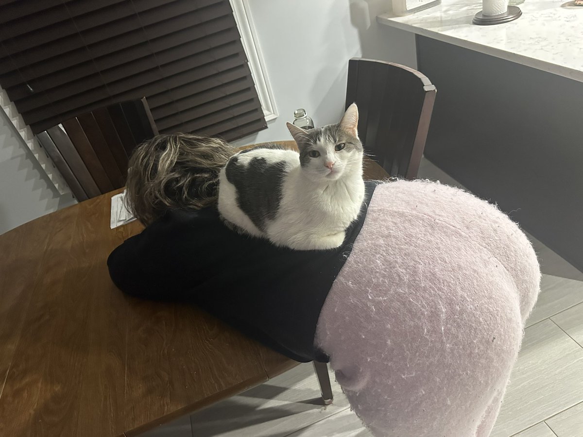 honeyyybunnnyyy's tweet photo. Not sure if these photos of ass cat ever made it here https://t.co/DkvOz4kO3S