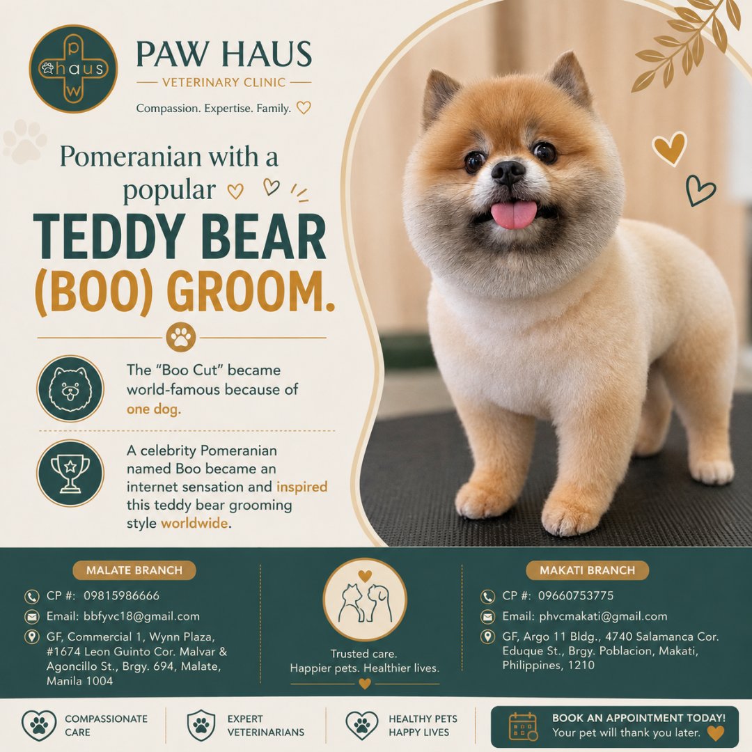 paw_haus's tweet photo. 🐾 A Teddy Bear (Boo) Groom keeps your Pomeranian cute, clean, and comfortable. Trust Paw Haus Veterinary Clinic for gentle, professional grooming. Book today! ✂️💚 #Pomeranian #DogGrooming #PawHaus https://t.co/3i1Cy8ry8q