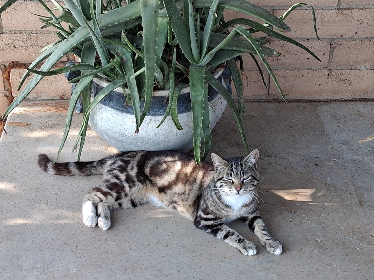 Jessica50361568's tweet photo. #barncatchat https://t.co/LPKO3PR5LC