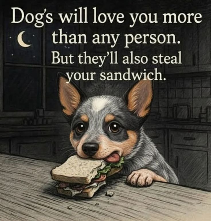 petpopular's tweet photo. https://t.co/xtQ2rxIru9