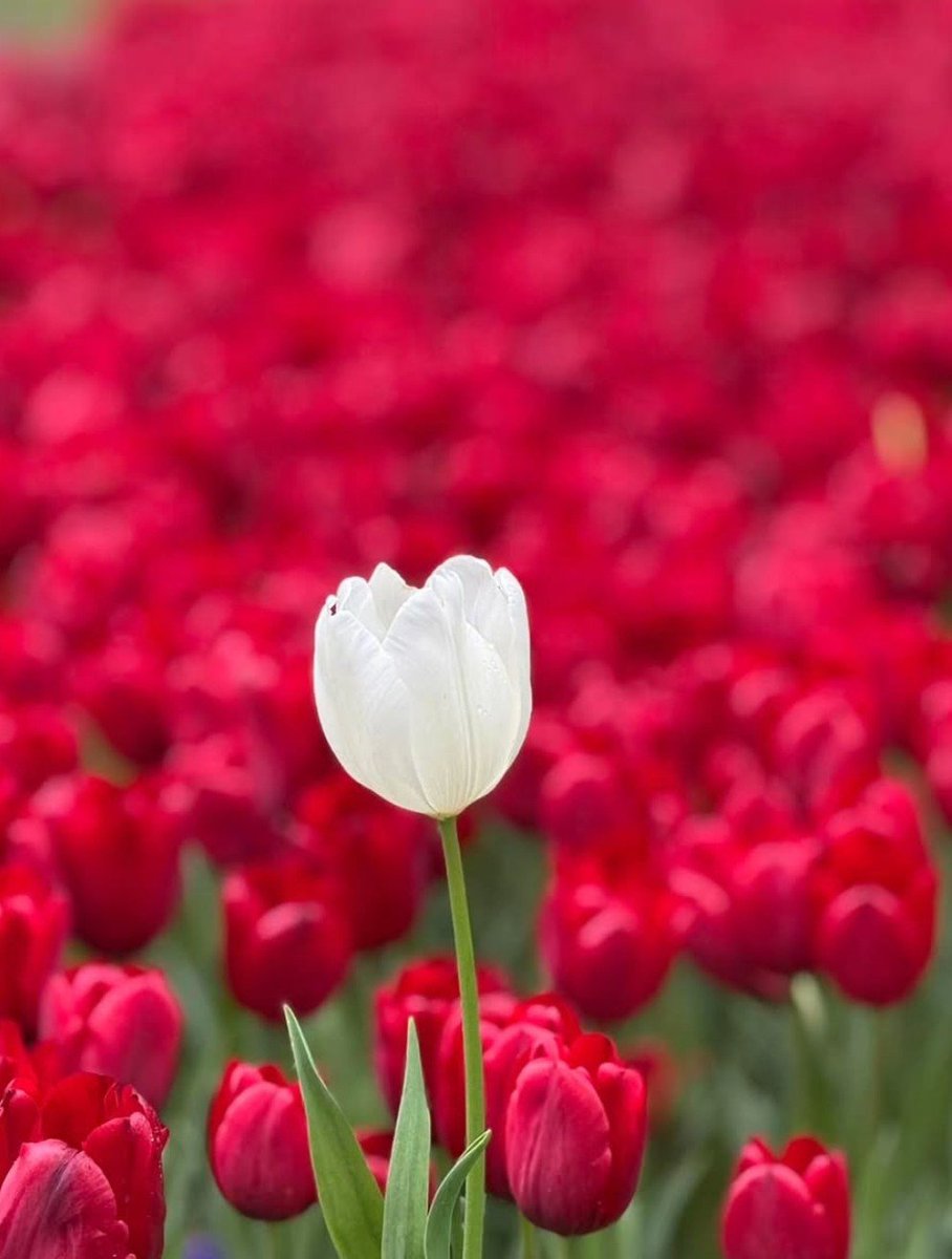 17017Nov's tweet photo. ❤️🤍Blessed Friday to All ❤️🤍 #tulips https://t.co/0tJdmMjsMD