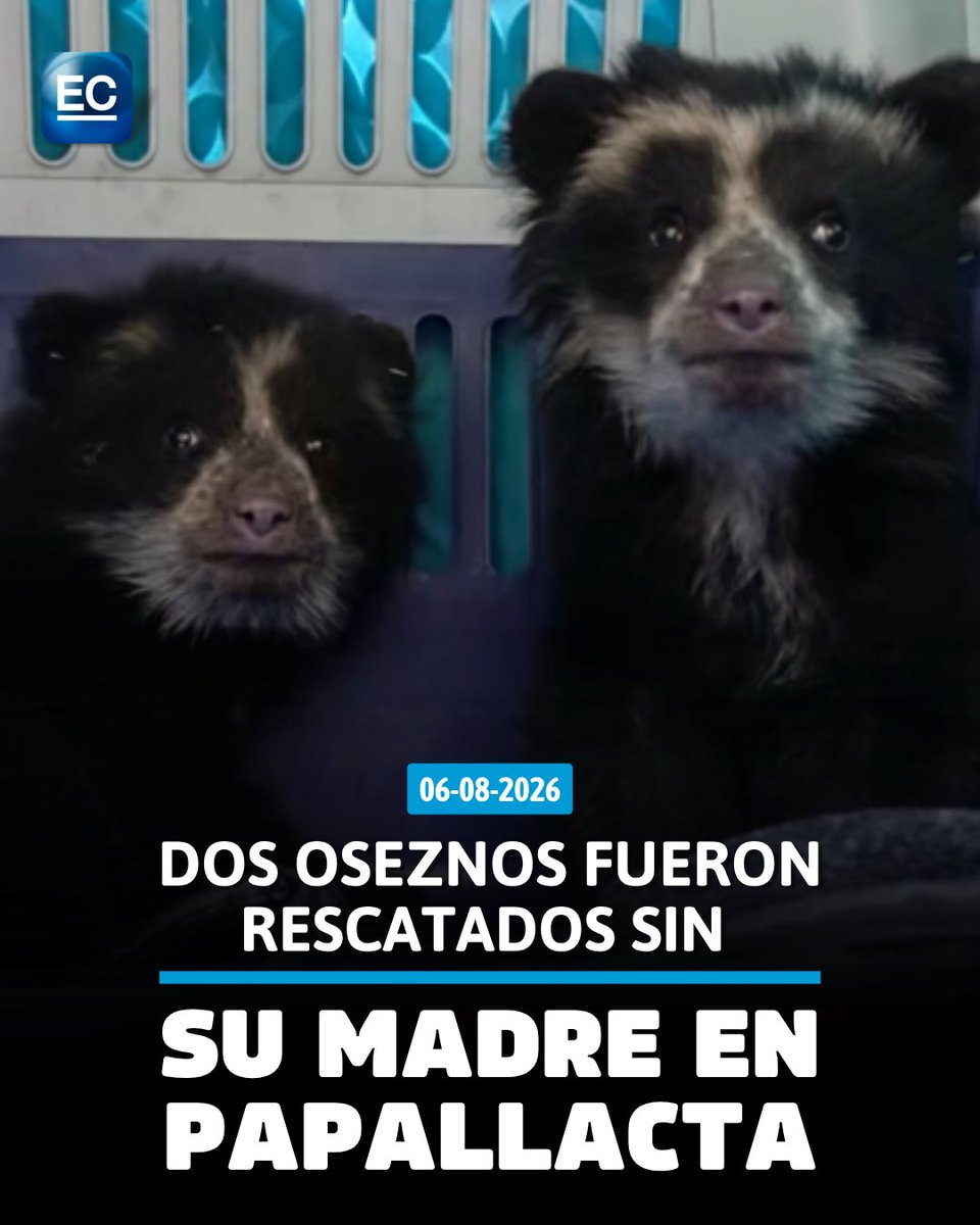 elcomerciocom's tweet photo. 👉 https://t.co/vtQbmIMZf4 || Los pequeños ositos reciben atención médica en el centro de Crianza Asistida de Wiwa Quito. 👇👇👇 https://t.co/BD1dXmV9Xp