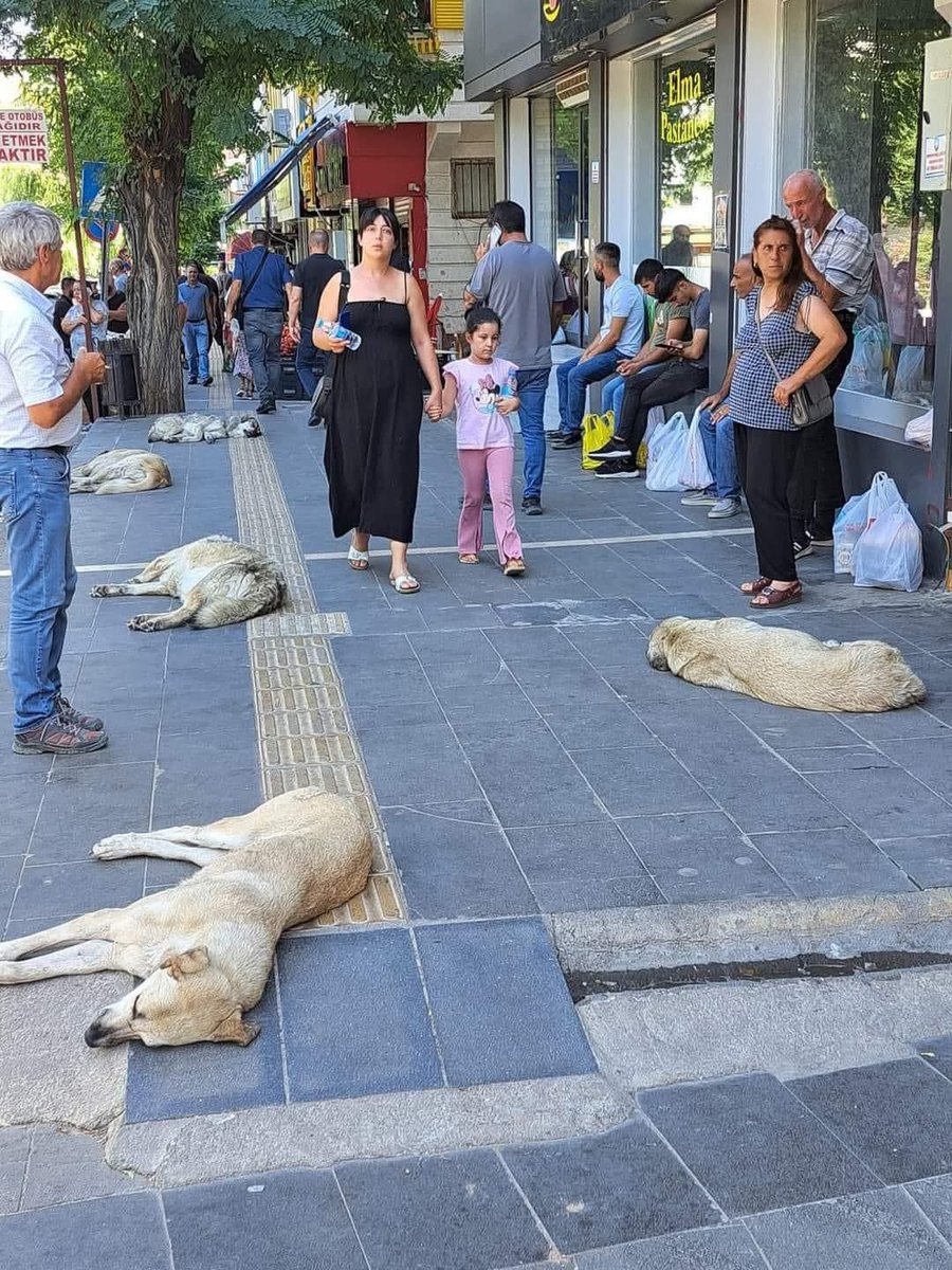 ajansdreklam's tweet photo. Bir semtin sokak hayvanları sizden kaçmıyorsa orada yaşayın; çünkü komşularınız güzel insanlardır.

/ Johann Wolfgang
#Dersim https://t.co/30heb1mruj