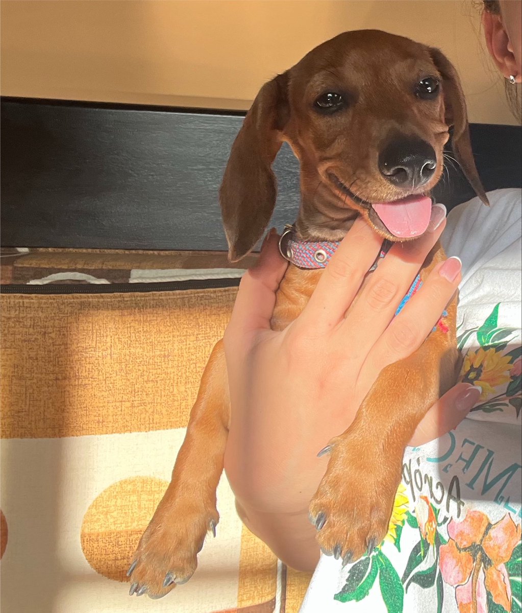 _janette07's tweet photo. mi bebé pequeña q ya no es tan pequeña 🥺 https://t.co/RP33aJ4tnp