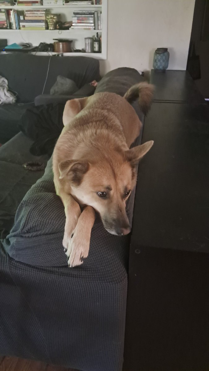 crowisnotonfire's tweet photo. @olliebutanxious one of my dogs!! https://t.co/LLiVQzBtUu