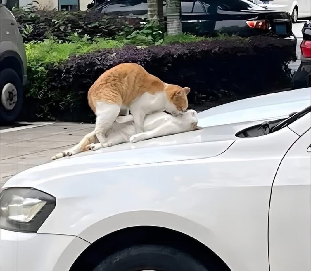 CatLadies911's tweet photo. https://t.co/YPzWVFRypF
