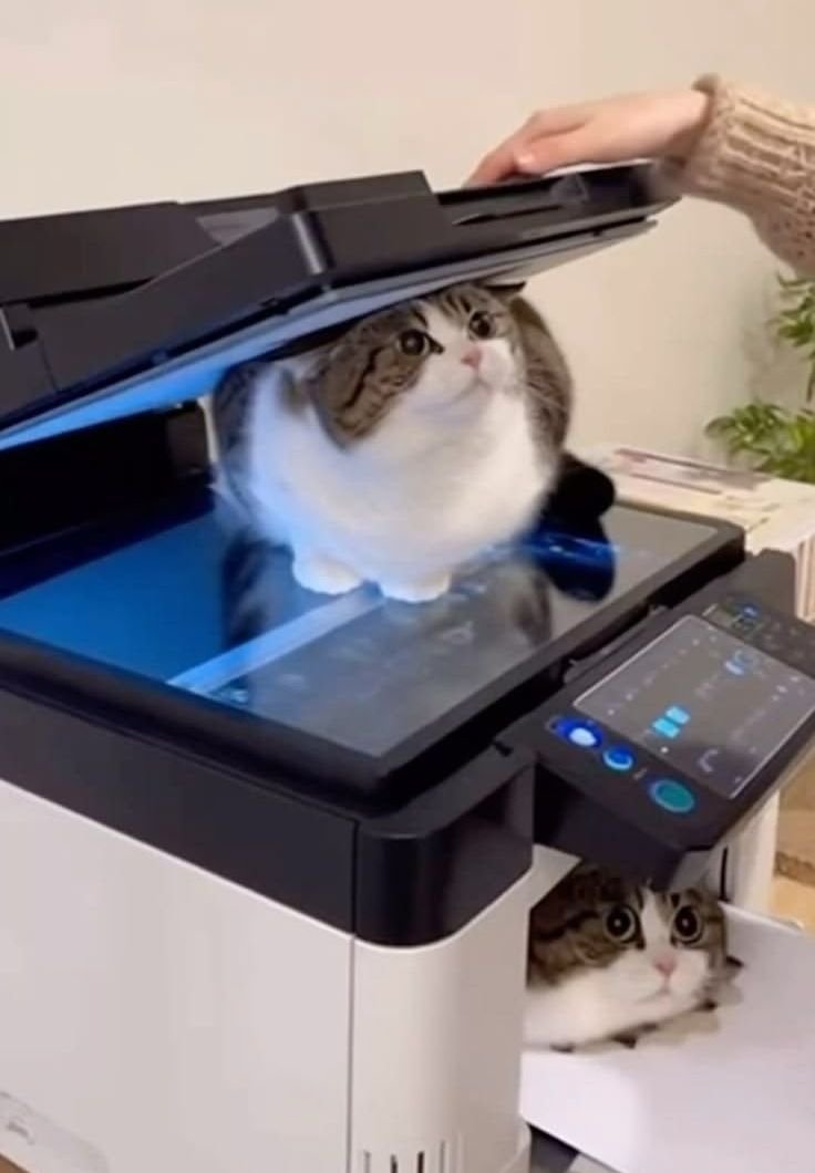 CatLadies911's tweet photo. https://t.co/SMumGHMWn1