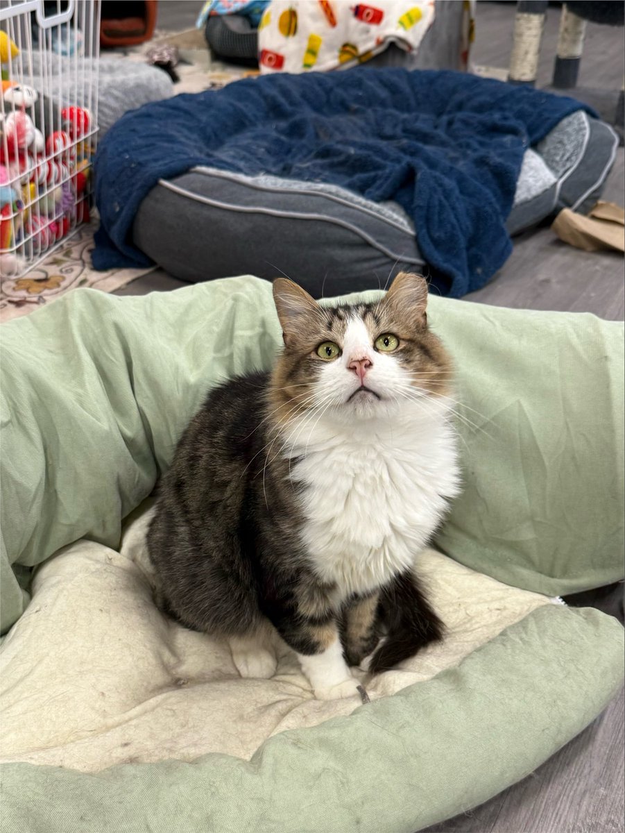 feederofcats's tweet photo. non-cat related tweet... if any kind person is selling 2 tickets to @NoahKahan in San Francisco and wants to sell them to me for closer to face value or just like not an insane amount of money.... I will let you name our next janky cat

if not for me, do it for Cheesecake Factory https://t.co/s43JjVo002