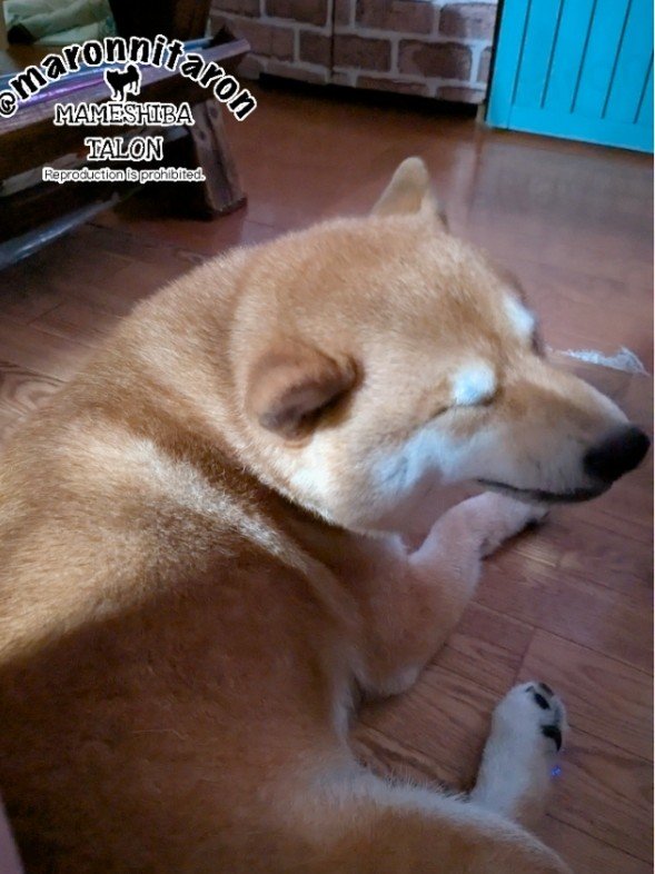maronnitaron's tweet photo. しわ柴 https://t.co/e8o9rO1Mug
