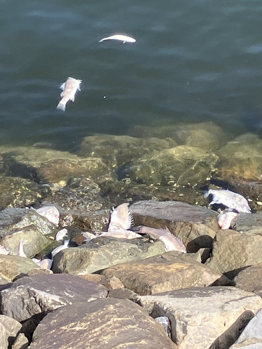 HayatoIzena's tweet photo. 千葉市ポートタワー近くの海。
ここ数日は青潮で、沖縄に負けないエメラルドブルーが広がる景色でした。が、、
ようやく通常に戻ってきたなぁと思って海を覗くと、海面に広がる魚たちの死骸🐟🐠😢なんか悲しい気分😢 https://t.co/SwLRIxRfQE