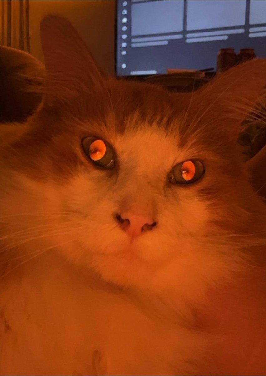 eric_is_evil's tweet photo. also ft my cat today 😌 he’s got that demon in him https://t.co/0jVBeuXGtF