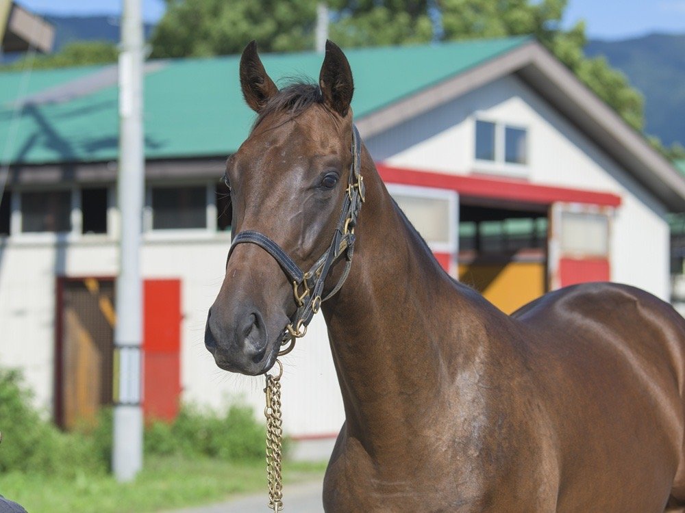 yggowners's tweet photo. 8月8日(土)の出走馬🏇

#エピックジャーニー
新潟3R　２歳新馬
芝1800m　10:40
8枠12番　石川裕紀人騎手
デビュー戦です💡 https://t.co/D9puIvqLFC