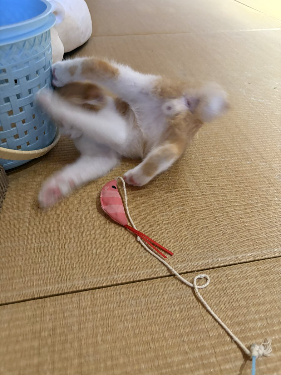 miurauim2's tweet photo. 本日のｺﾈｹﾁｪﾝ
なんでそうなったの？ https://t.co/Fm9WPczs0r