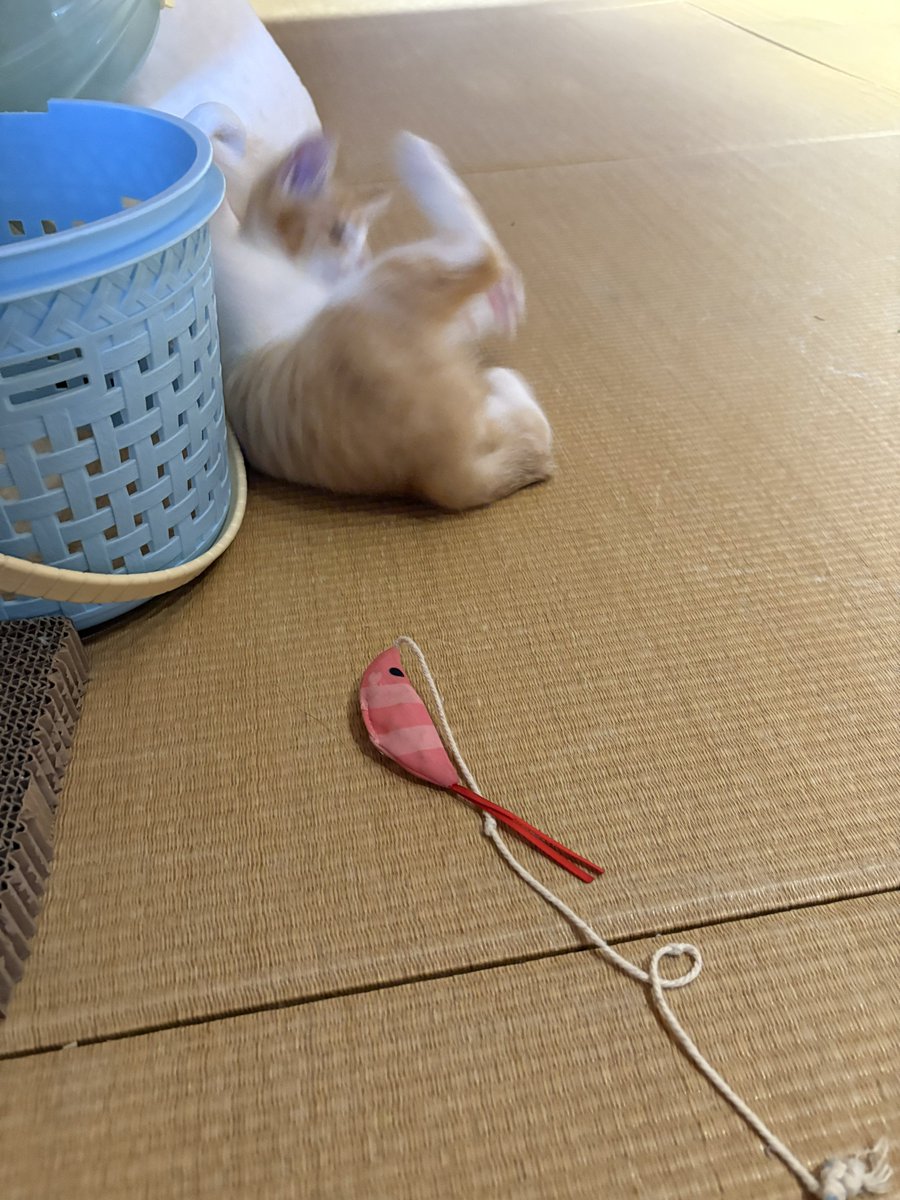 miurauim2's tweet photo. 本日のｺﾈｹﾁｪﾝ
なんでそうなったの？ https://t.co/Fm9WPczs0r