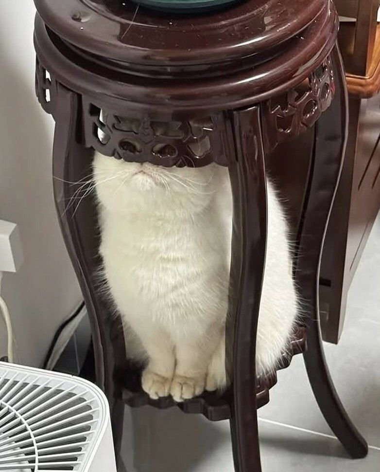 CatLadies911's tweet photo. https://t.co/uSlqpL9Aa4