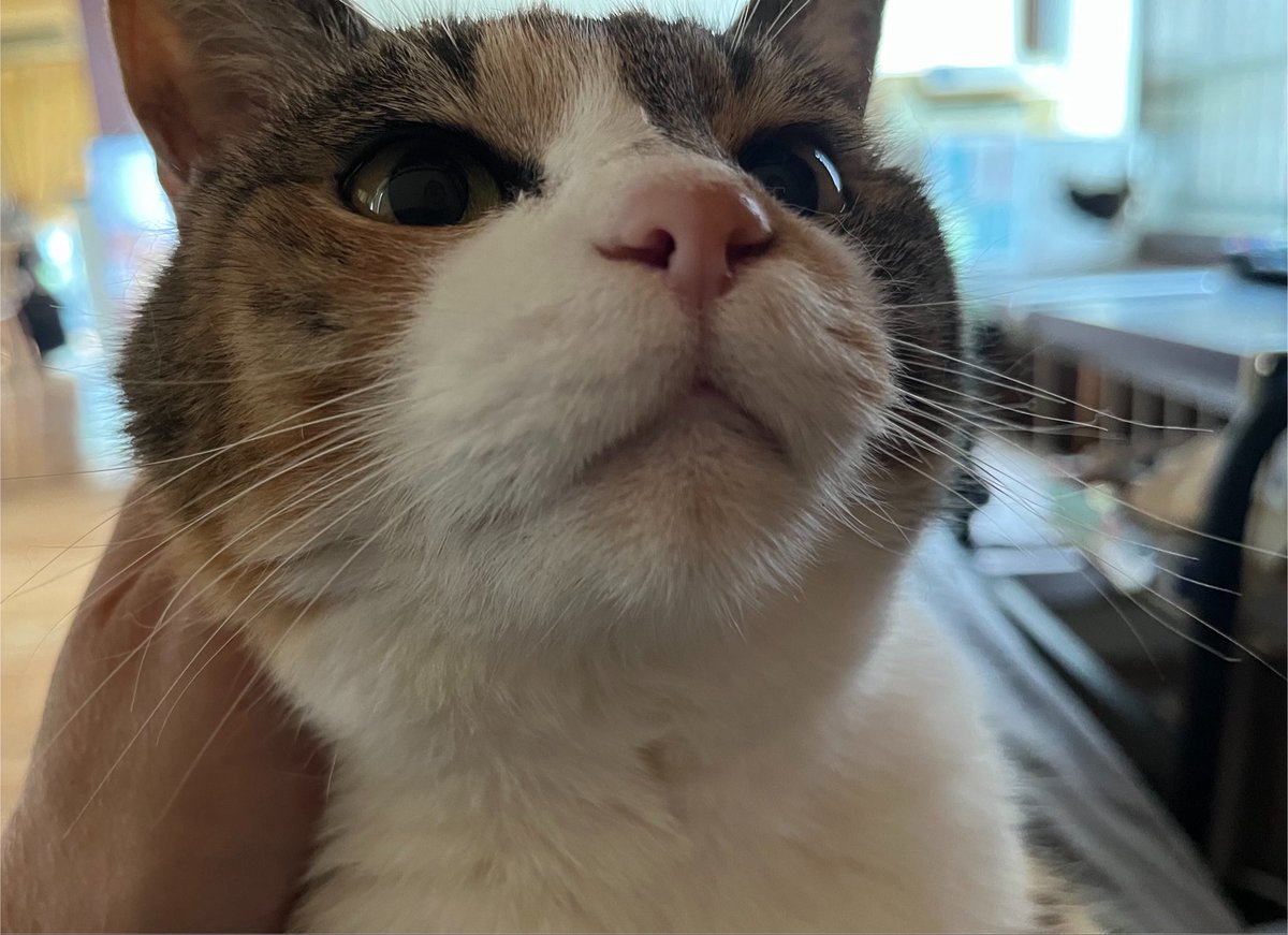 Kyukine5's tweet photo. あぁぁー
猫と戯れ
ぼぉ〜〜っとしてたら
もうお昼近いやん…

そんな日もあるね(^^;)

 #猫と暮らす   #茶トラ  #三毛
 #ハチワレ  #黒長毛  #猫 https://t.co/MiNkfBjYHi