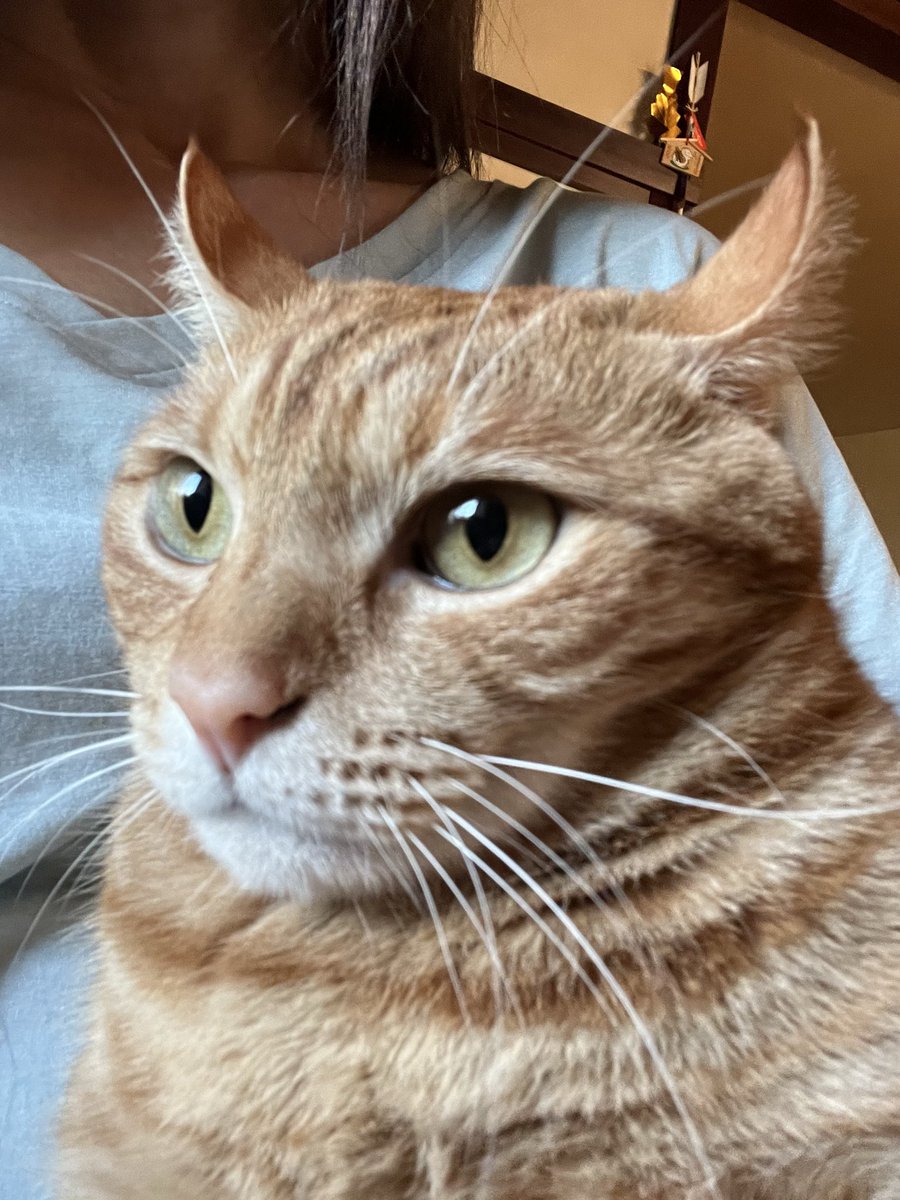 Kyukine5's tweet photo. あぁぁー
猫と戯れ
ぼぉ〜〜っとしてたら
もうお昼近いやん…

そんな日もあるね(^^;)

 #猫と暮らす   #茶トラ  #三毛
 #ハチワレ  #黒長毛  #猫 https://t.co/MiNkfBjYHi