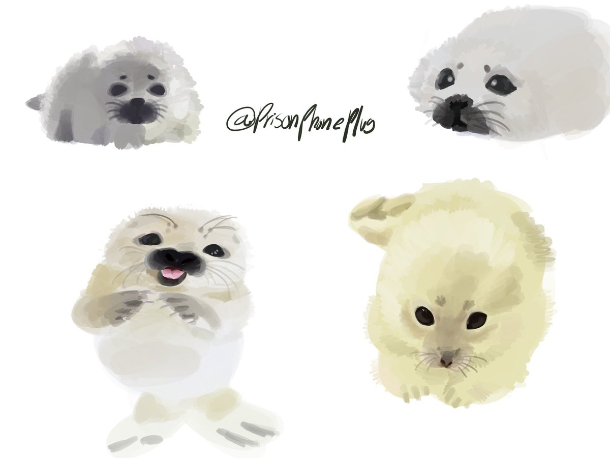 prisonphoneplug's tweet photo. me and my friends when we 🦭🦭🦭🦭

#seal #seals #cute https://t.co/MTJ1BvsyM2