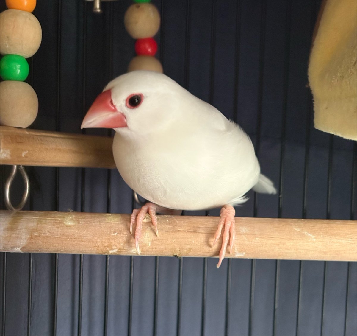 chp_yua's tweet photo. チーズ！ケーキ！たべたいね！

これは我が家のしろ、わが家の鳥で唯一の男の子
一緒に暮らしてると8羽全員見分けられるよ'ᴗ' https://t.co/94HsNzhT5R