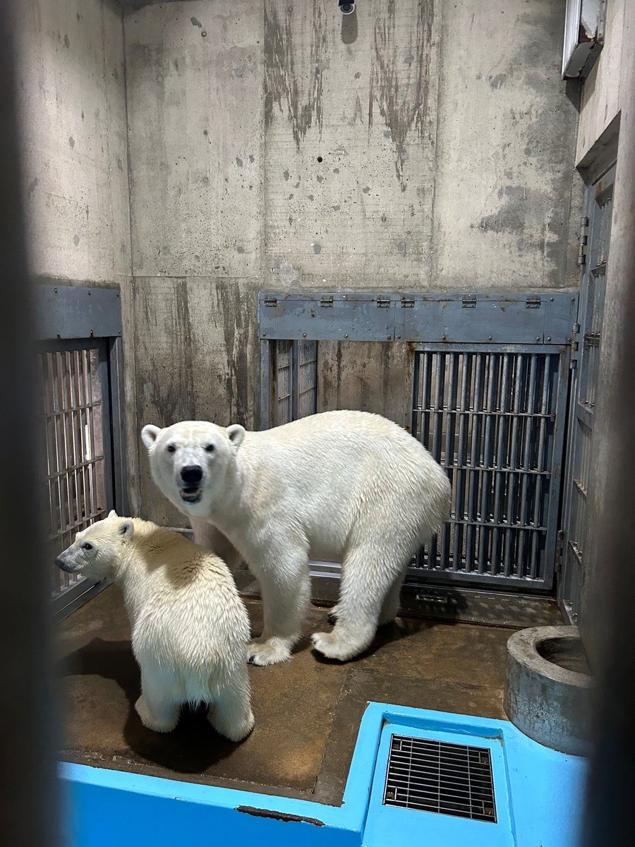 ogaaquariumgao's tweet photo. 8月7日、バックヤードのホッキョクグマモモ親子。
ホッキョクグマ展示場では冷房の効いた裏の部屋への行き来を自由にしています。そのため、豪太やモモ親子が展示場にいない可能性があります。
男鹿も暑い日が続いています。生物の体調管理にご協力いただきますようお願いいたします。
#男鹿水族館GAO https://t.co/9mQBLaq0Pj