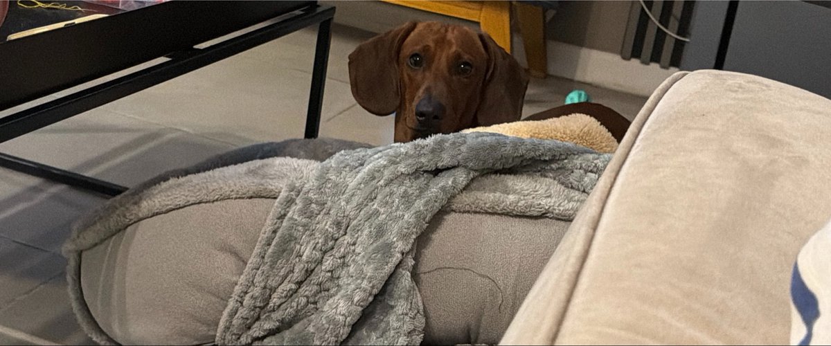 GenesisPineda's tweet photo. Lo que amo yo a este perritooooooo https://t.co/jZhQHMZIXY