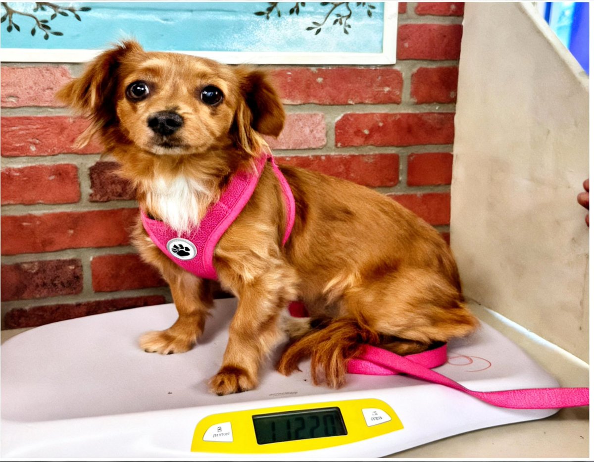 TrinityMcGibbon's tweet photo. 🆘️ On Euthanasia list at BARC, Houston for Friday, 8/7/26. Deadline at 5pm 🆘️
ID #A2088166

📌 PLEDGE INFORMATION 📌
🆘️ Please do not honor pledges until a freedom picture is added to ensure pledges are going to the rescue that tagged. We will be putting the dog name and rescue name on the freedom picture. 🆘️

Rescue only (minor bite)

⸻

🐾 Meet sweet, scared 12 month old puppy Lizy 

ID #A2088166
Spayed Female • DOB: 8/1/2025 • 1 year old
Dachshund • Brown • 11.2 lbs
Intake Date: July 31, 2026
Status: Rescue only (minor bite)

🎥 short video in comments

⸻

🩺 Medical:
Lizy is in good physical condition. She is spayed, up to date on her DA2PP and Bordetella vaccines, and has no significant medical concerns noted. 

⸻

Behavior Notes:
Lizy is an incredibly frightened young dog who is overwhelmed by the shelter environment. She trembles, hides under her food bin, has whale eyes and fully dilated pupils, and freezes with tense body language when handled. Despite her fear, she allowed staff to safely carry her with a towel without attempting to bite, and once back in her kennel she turned around to gently sniff her handler—a small but meaningful sign that her curiosity is still there beneath the fear.

Lizy came to BARC after a minor bite incident involving a juvenile while playing outside on July 26, 2026, resulting in a small bite to the cheek that broke the skin. She needs an experienced, patient foster who understands fearful dogs and can help her rebuild confidence.

⸻

📧 BARC Contact Information
All holds MUST be in writing — please do not call.
Email:

* barcfoster@houstontx.gov
* barcadoptions@houstontx.gov
* BARC.Aid@houstontx.gov

Please include Animal ID #A2088166 in all correspondence.

BARC Animal Shelter
3200 Carr St.
Houston, TX 77026
Phone: (713) 229-7300

⸻

🙏 Every dog deserves the chance to learn that the world isn’t so scary. With patience, kindness, and time, this frightened little puppy can discover what it feels like to be safe. Please help give Lizy the second chance she so desperately needs.