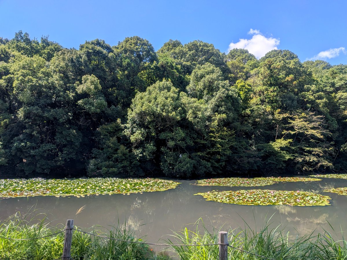 rinne03280822's tweet photo. 都会のオアシス🌳✨️

#明治神宮
#明治神宮御苑
#清正井 https://t.co/qyYHusKHMv