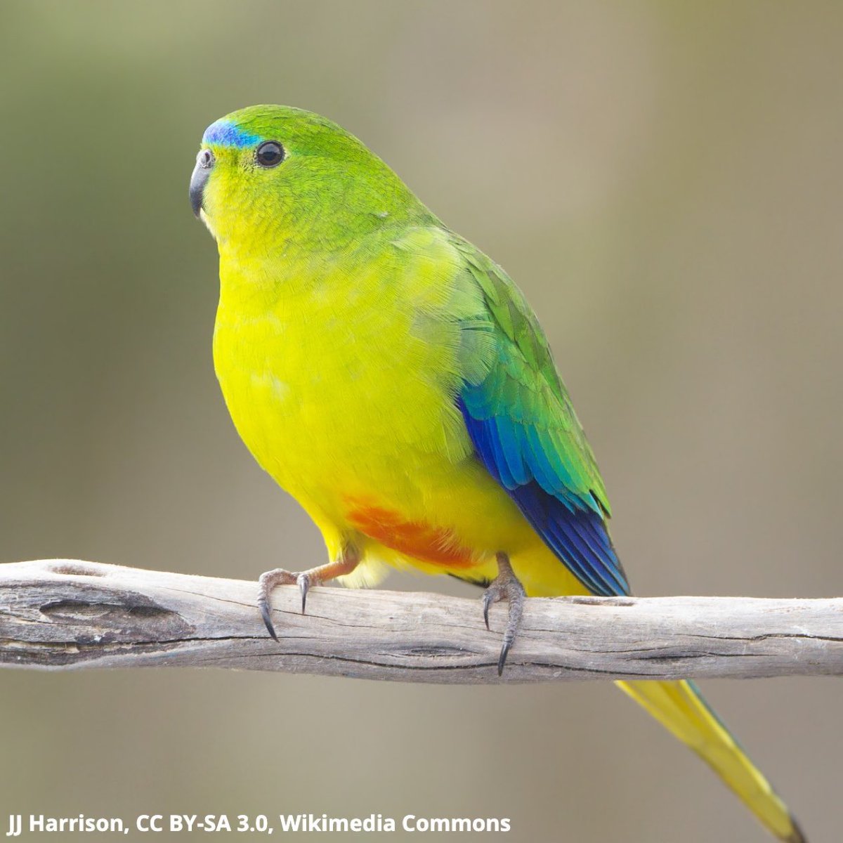 AMNH's tweet photo. Need a plump bird to brighten your day? Meet the Orange-bellied Parrot! This endangered species can be spotted throughout parts of Australia. Males &amp; females have green plumage with blue markings, but males tend to be brighter in color, with more distinct patches of color. https://t.co/yjlMNGch6y