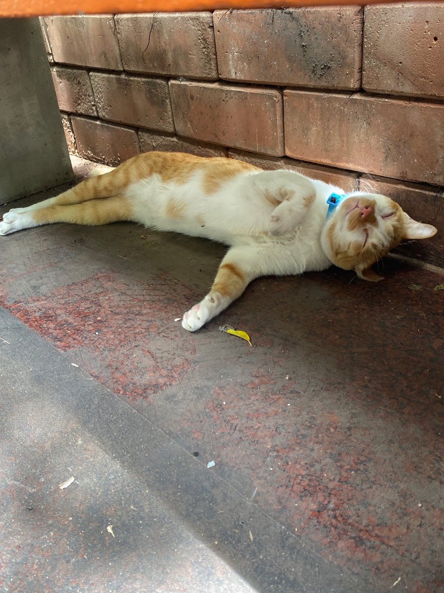 expert_surgery's tweet photo. 大仏
ワットパクナムねこ😺
お守り https://t.co/AxCaqiQwsf