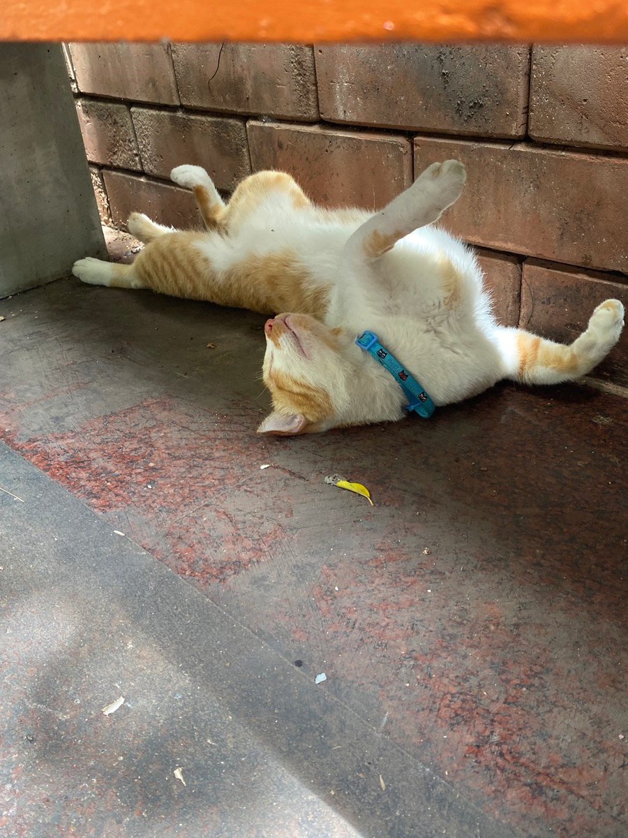 expert_surgery's tweet photo. 大仏
ワットパクナムねこ😺
お守り https://t.co/AxCaqiQwsf