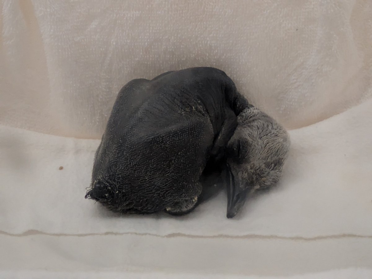 penguin4354's tweet photo. 生まれたばかりのオウサマペンギン赤ちゃんを見てきました！
寝方のクセが強くて好き🤣
赤福っぽいなと思ったのは私だけ…？
2026.8.5
#オウサマペンギン
#キングペンギン
#アドベンチャーワールド https://t.co/4RzS2mB9F8