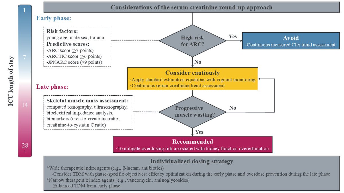 DiePharmazie's tweet photo. 🧪 Is “rounding up” serum creatinine always safe in ICU patients?

1️⃣ Early phase: may underestimate kidney function
2️⃣ Later phase: may reduce overestimation
3️⃣ One approach may not fit all

💡 Timing matters for drug dosing.
#Pharmacology #CriticalCare https://t.co/B1TNp8grgK