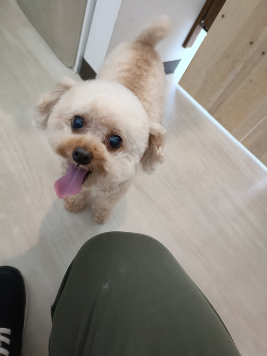 rumu_ta's tweet photo. わんちゃんの紹介🐶
プードルのマロンちゃん(^^)

今日も元気で人懐っこいです😆
肉球ケアもしていただきましたよ✨

またお待ちしてます('ω')ノ
＃トリミングサロン　＃プードル　＃小田原市　＃南足柄市　＃ルムータ https://t.co/cycUxHIEb9