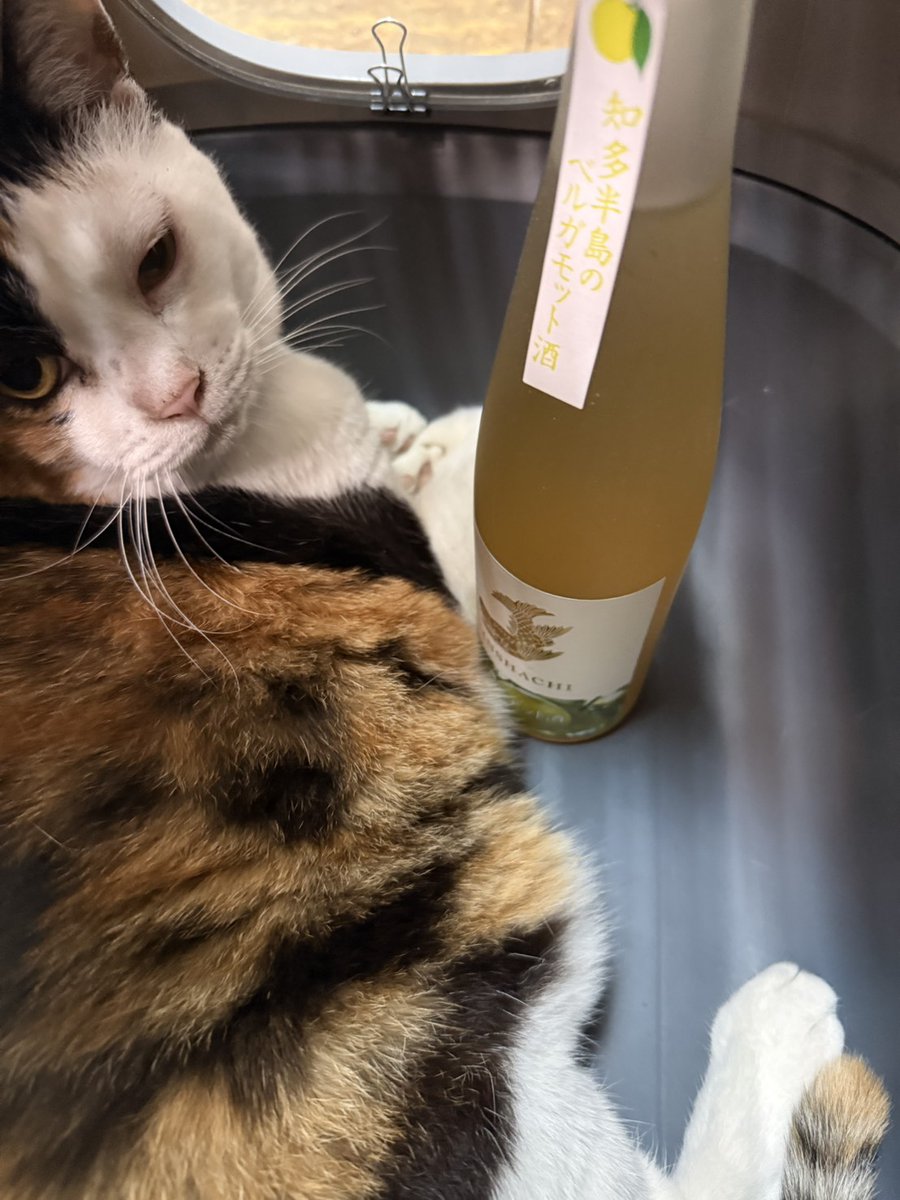sakegets's tweet photo. 自社製の吟醸酒をベースにしており、日本酒ならではのまろやかさと、知多半島産レモン果汁のキリッとした酸味、ベルガモットの皮の苦味が絶妙なアクセントになっています。

じざけや片山今日の1本、金鯱ベルガモット https://t.co/uPZGxsBtKx @YouTubeより https://t.co/JYAIQof3ap