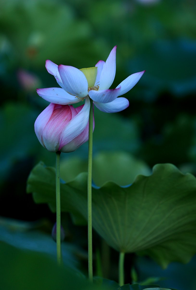 HolaFujian's tweet photo. A brief summer shower in the afternoon transformed the lotus ponds of Shouning, Ningde, Fujian, into a poetic scene. 🌸🌧️✨ #RefreshingFujian #Fujian #Ningde #LotusSeason #SummerRain #LotusPond #ChineseAesthetics #NatureBeauty #TravelChina @EmbajadaChinaEc @ChinaEmbOttawa @ChinaConSydney @salahzhang @ZuoZhangChina @ZhongBai2020
