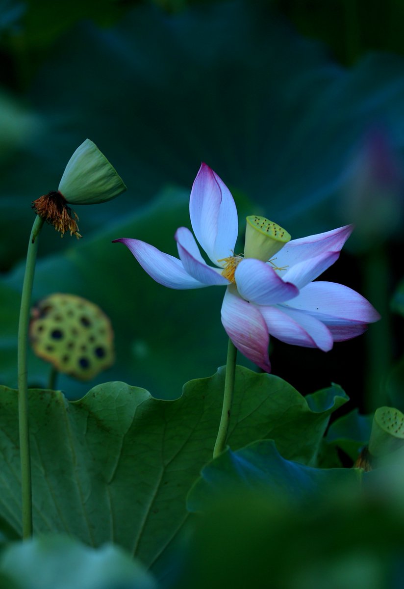 HolaFujian's tweet photo. A brief summer shower in the afternoon transformed the lotus ponds of Shouning, Ningde, Fujian, into a poetic scene. 🌸🌧️✨ #RefreshingFujian #Fujian #Ningde #LotusSeason #SummerRain #LotusPond #ChineseAesthetics #NatureBeauty #TravelChina @EmbajadaChinaEc @ChinaEmbOttawa @ChinaConSydney @salahzhang @ZuoZhangChina @ZhongBai2020