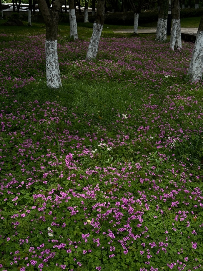 SAbrams92724803's tweet photo. Found a place full of flowers, and I really want to lie down here 🌸 https://t.co/Y4ous9KLjb