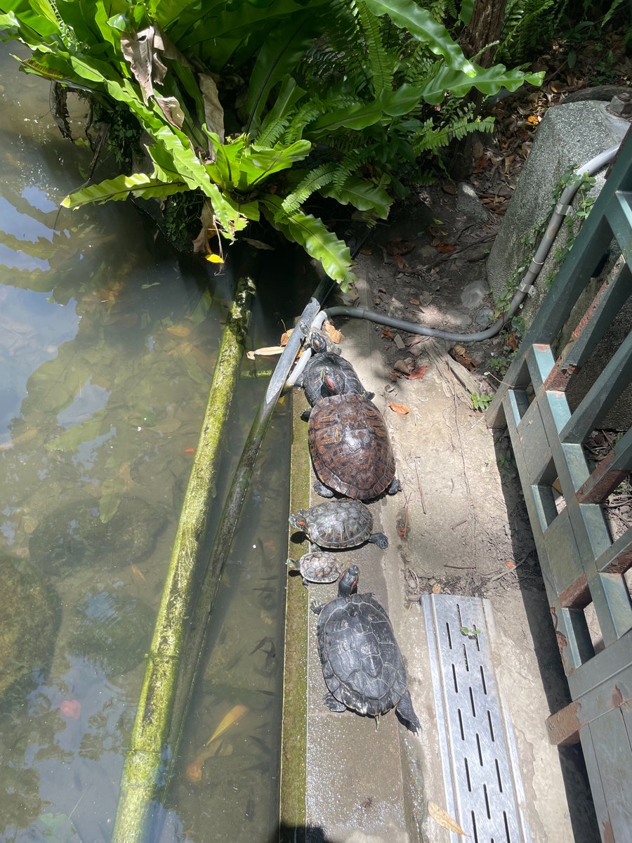 bada70814472's tweet photo. 今天散步時，意外看到一群烏龜整整齊齊地排著隊曬太陽，畫面真的超可愛！🐢☀️ 忙碌的生活中，偶爾放慢腳步，欣賞身邊的小風景，也是一種幸福。希望每天都能發現這些平凡卻溫暖的小美好。🌿 https://t.co/P1aB1Vvb3D