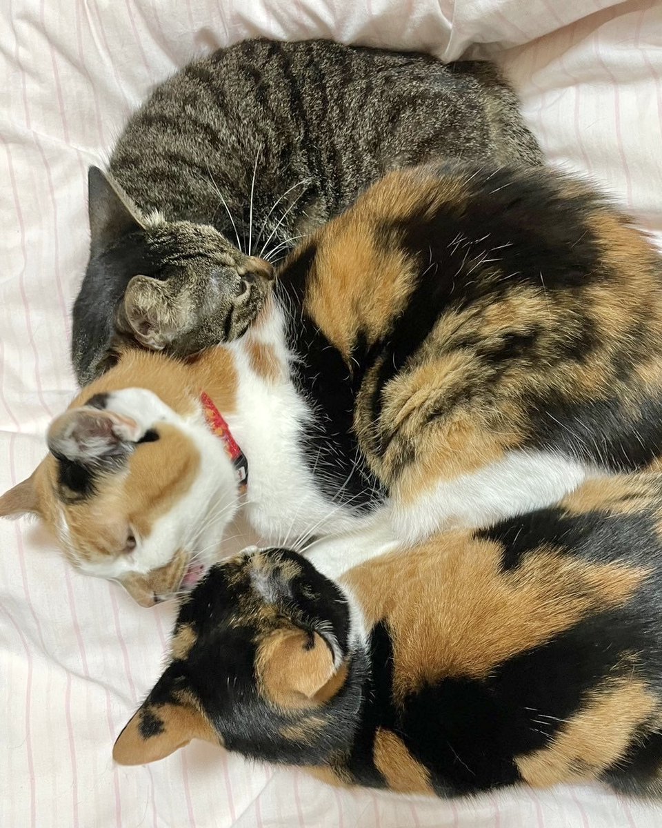 neko_shoku's tweet photo. この幸せを、ずっと守っていけますように。
この幸せが、世界中のねこたちにも広がりますように。

#世界猫の日 https://t.co/HzRuQY3Fiu
