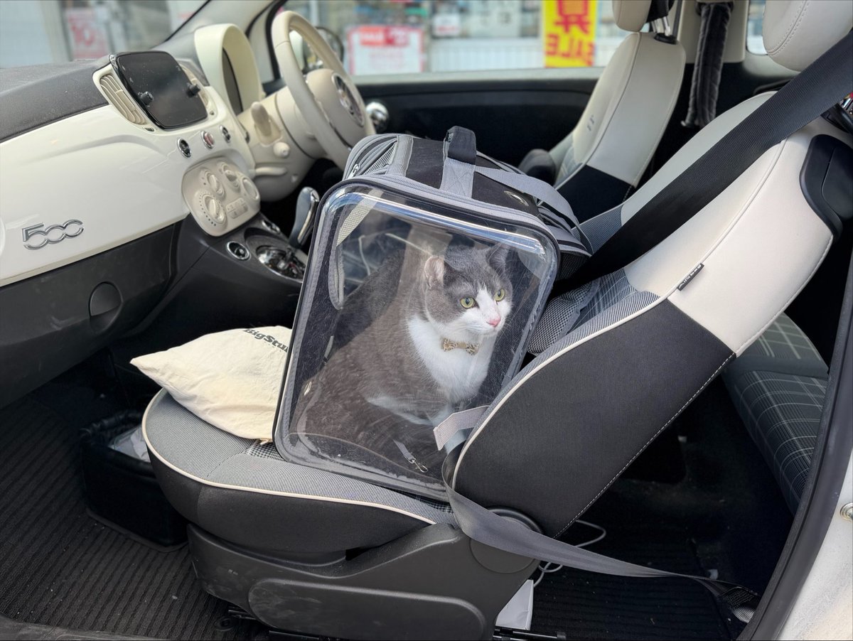 sekonao's tweet photo. くうすけのお腹のハゲを診せに病院へ。
「ちょっとハゲが気になって…」と先生の顔へ目を上げたら頭部が少し薄めでらしたので慌てて「お腹の！」とつけたしていらぬ緊張が走った。ちがうんだ https://t.co/fyQkQclvtv