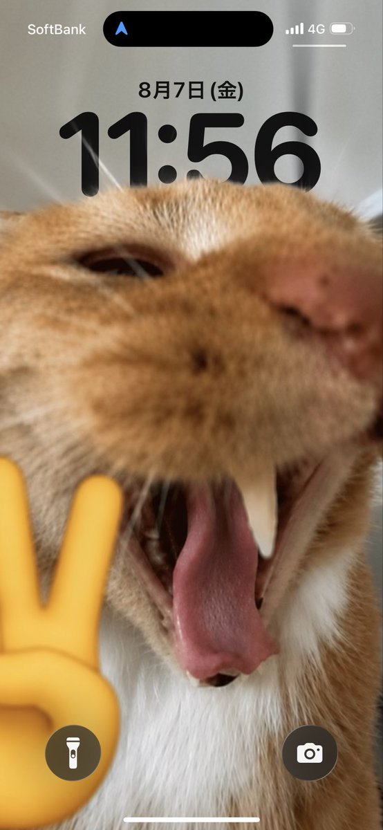 6vcex's tweet photo. @t1dx3 イ��ついた時にスマホ見たら余計イラつく煽ってくる猫 https://t.co/JeiLaZ1P5D