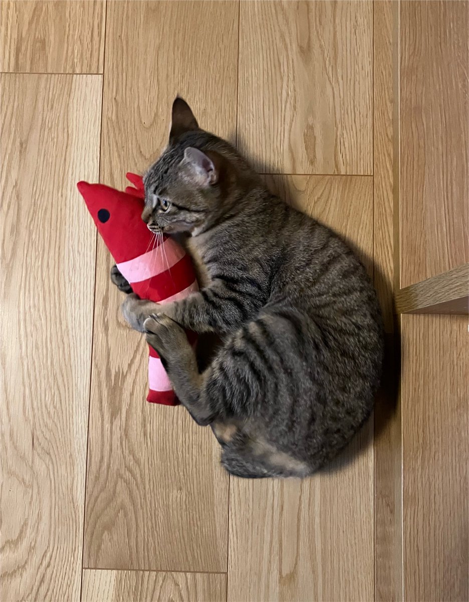 _roro_cat_'s tweet photo. えびが大好きなねこ https://t.co/pcL1N5EoAv