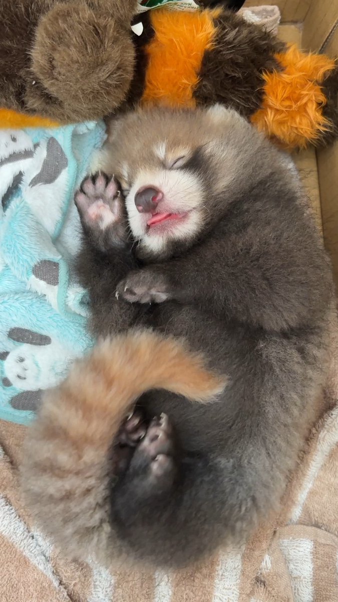 nishiyama_zoo tweet picture